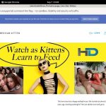 Americankittens Website